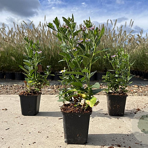 Aster ageratoides 'Stardust' GM P9