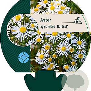Aster ageratoides 'Stardust' GM P9