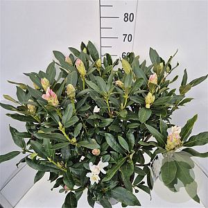 Rhododendron 'Cunningham's White' 70-90 cm 15L
