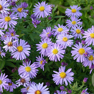 Aster (D) 'Prof. Anton Kippenberg' GM P9