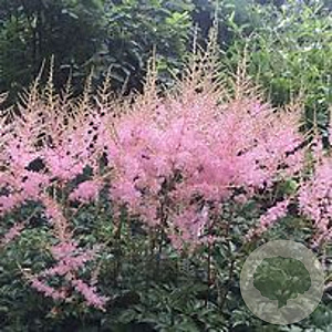 Astilbe (S) 'Hennie Graafland' C1.5 wortelecht