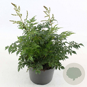Astilbe (S) 'Hennie Graafland' GM 2,0L