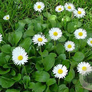 Bellis perennis GM P9