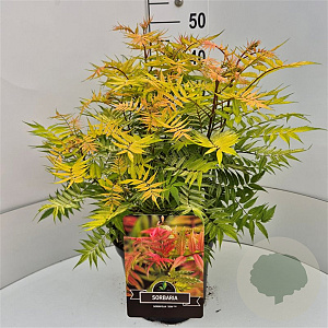 Sorbaria sorbif. 'Sem' 40-50 cm 10L