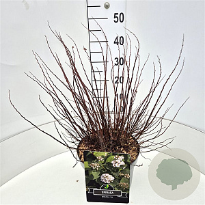 Spiraea betulifolia 'Tor' 40-60 cm 10L