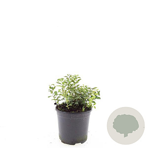 Spiraea decumbens GM C1.3
