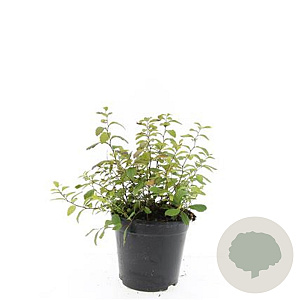 Spiraea decumbens GM C1.3