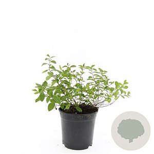 Spiraea decumbens GM C1.3