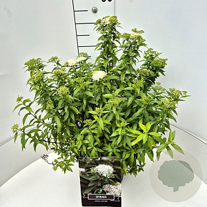 Spiraea jap. 'Albiflora' 40-50 cm 10L