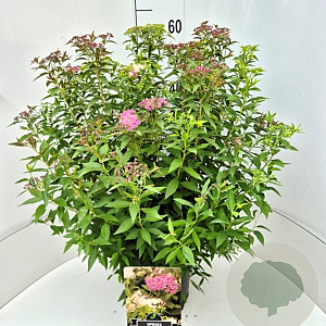 Spiraea jap. 'Genpei' 50-60 cm 20L
