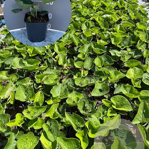 Brunnera macrophylla GM 2,0L