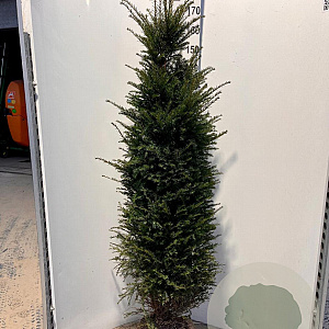 Taxus baccata 160-180 cm met kluit