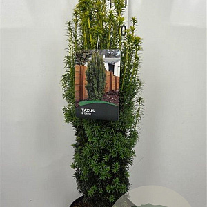 Taxus b. 'David' 60-80 cm 10L