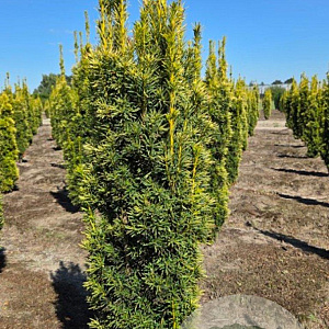 Taxus b. 'David' 100-125 cm met kluit