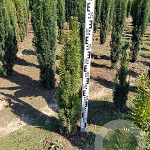 Taxus b. 'Fastigiata Robusta' 80-90 cm met kluit