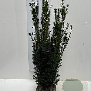 Taxus media 'Hicksii' 100-120 cm met kluit