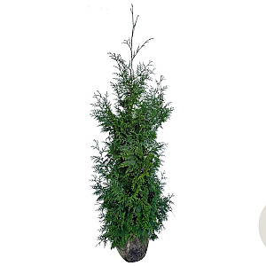 Thuja pl. 'Gelderland' 160-180 cm met kluit