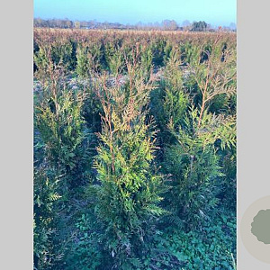 Thuja pl. 'Martin' 100-120 cm met kluit