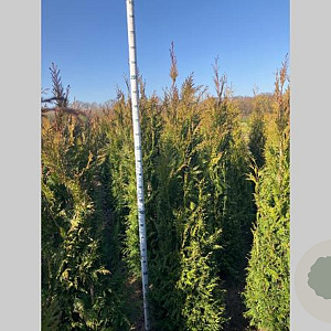 Thuja pl. 'Martin' 175-200 cm met kluit