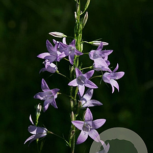 Campanula rapunculus GM P9
