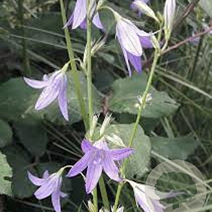 Campanula rapunculus GM P9