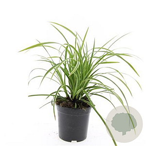 Carex morrowii 'Ice Dance' GM C1.3