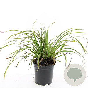 Carex morrowii 'Ice Dance' GM C1.3