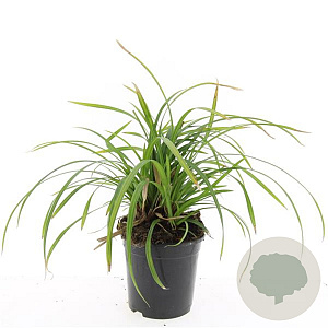 Carex morrowii 'Irish Green' GM C1.3