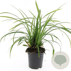 Carex morrowii 'Irish Green' GM C1.3