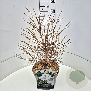 Viburnum plic. 'Watanabe' 40-60 cm 10L