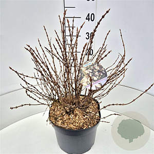 Weigela Black and White 40-50 cm 10L