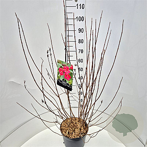 Weigela 'Bristol Ruby' 100-120 cm 10L