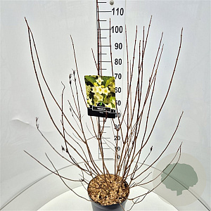 Weigela 'Candida' 100-120 cm 10L