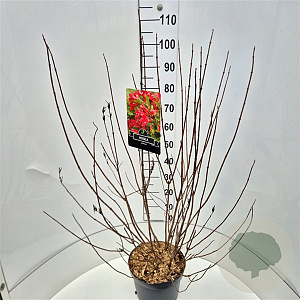 Weigela 'Red Prince' 80-100 cm 10L