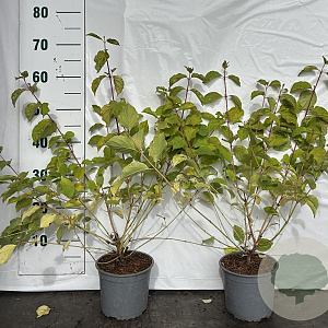 Cornus sang. 'Midwinter Fire' 40-60 cm 2,0L