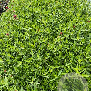 Centranthus ruber 'Coccineus' GM 2,0L