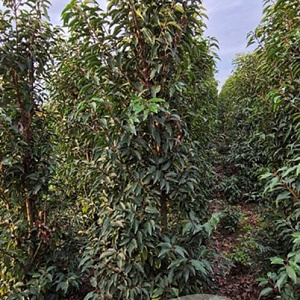 Prunus l. 'Angustifolia' 175-200 cm met kluit B kwaliteit