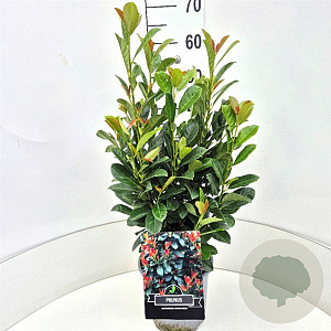 Prunus l. Bonaparte 50-60 cm 6,5L