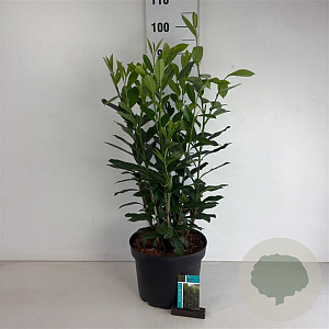 Prunus l. Elly 80-100 cm 10L