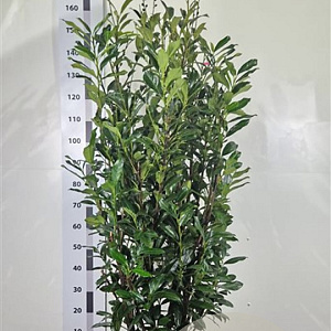 Prunus l. Elly 120-140 cm met kluit