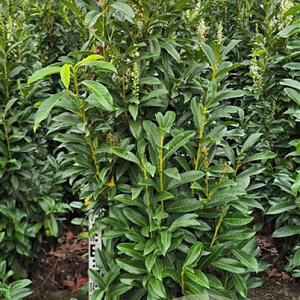 Prunus l. Genolia 140-160 cm met kluit