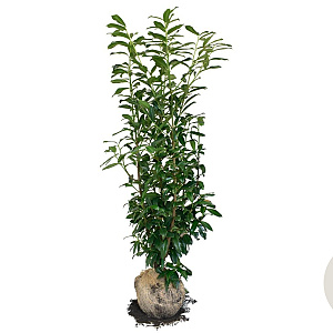 Prunus l. Genolia 140-160 cm met kluit