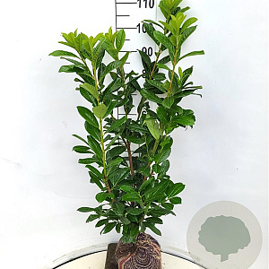 Prunus l. 'Novita' 80-90 cm met kluit