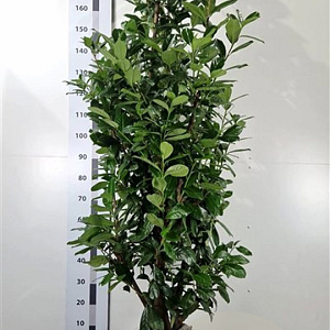 Prunus l. 'Novita' 160-180 cm met kluit