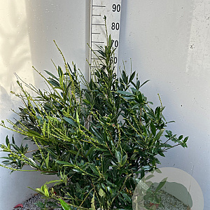 Prunus l. 'Otto Luyken' 60-80 cm met kluit