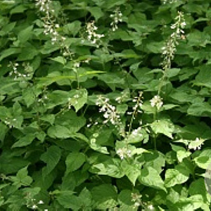 Circaea lutetiana GM P9