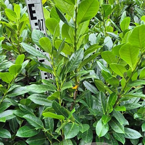 Prunus l. Titan 60-80 cm met kluit