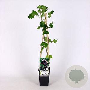 Ribes Jostaberry 70 cm 2,0L