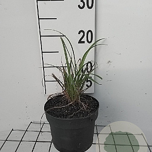 Carex pendula GM 2,0L