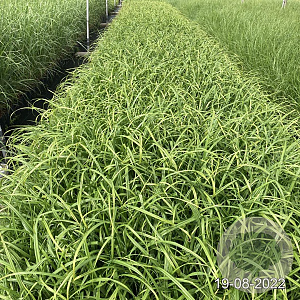 Carex pendula GM 2,0L